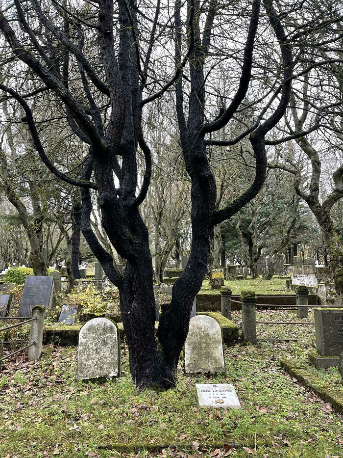 In Hólavallagarður Cemetery, Iceland, It’s Said Trees Are Planted On Graves As A Old Norse Tradition. You Can Touch The Trees As A Way To Connect With The Deceased