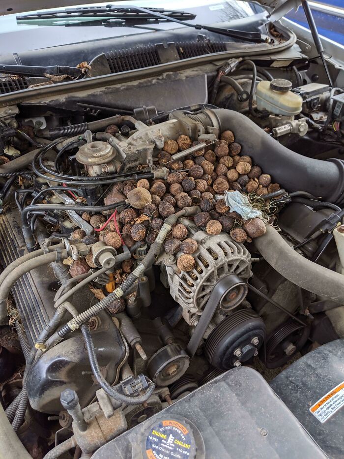 I Found A Pile Of Walnuts In My Car Engine