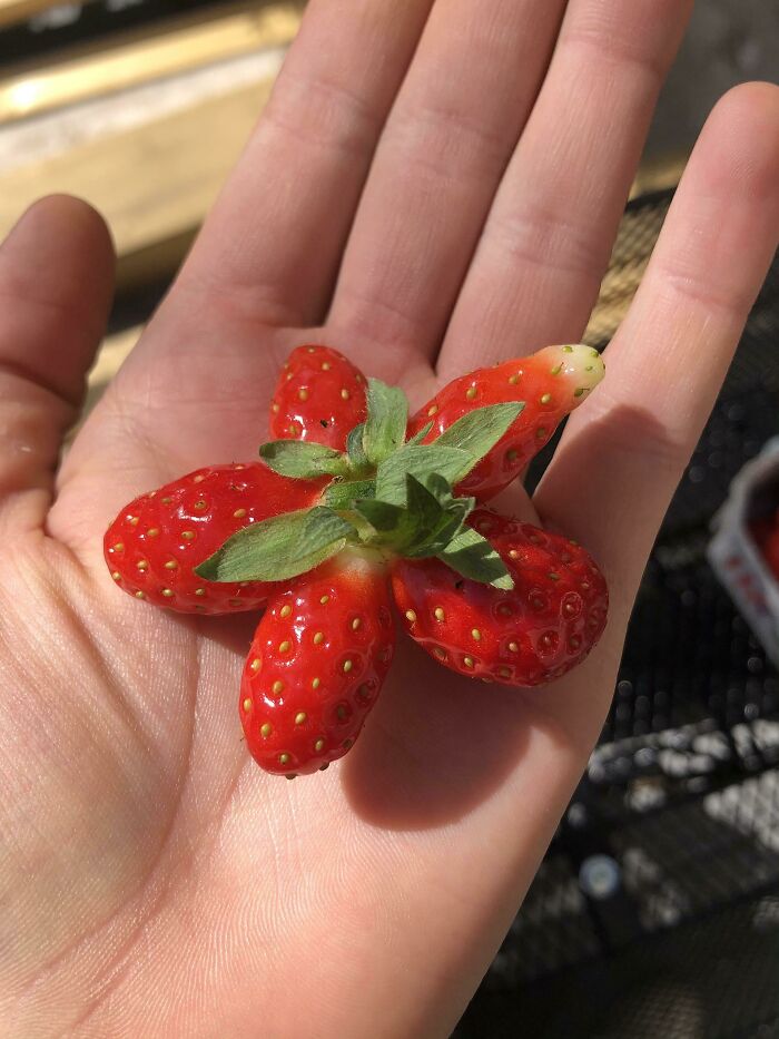 This Strawberry I Found Is Shaped Like A Perfect Flower