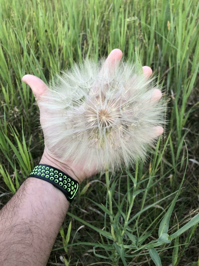 This Giant Dandelion I Found On My Walk Today
