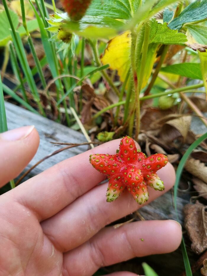 This Weirdly Shaped Strawberry I Found In My Garden Today