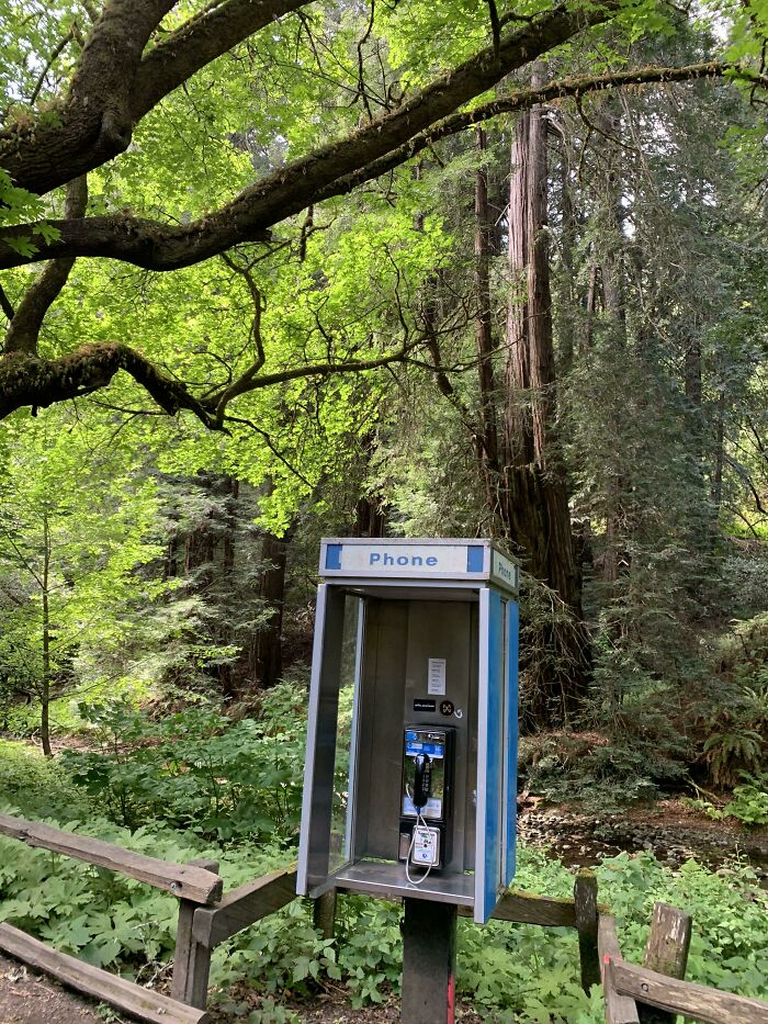 A Pay Phone! In The Middle Of Muir Woods, San Francisco Bay Area