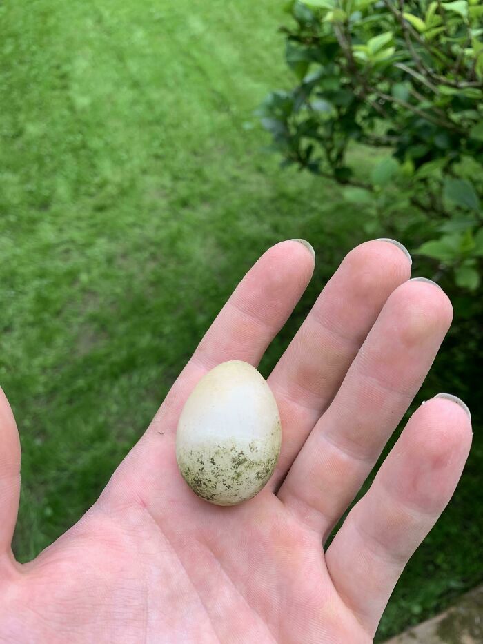This Almost Perfectly Egg-Shaped Stone I Found In My Garden
