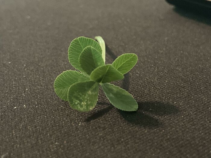 This 7-Leaf Clover I Just Found