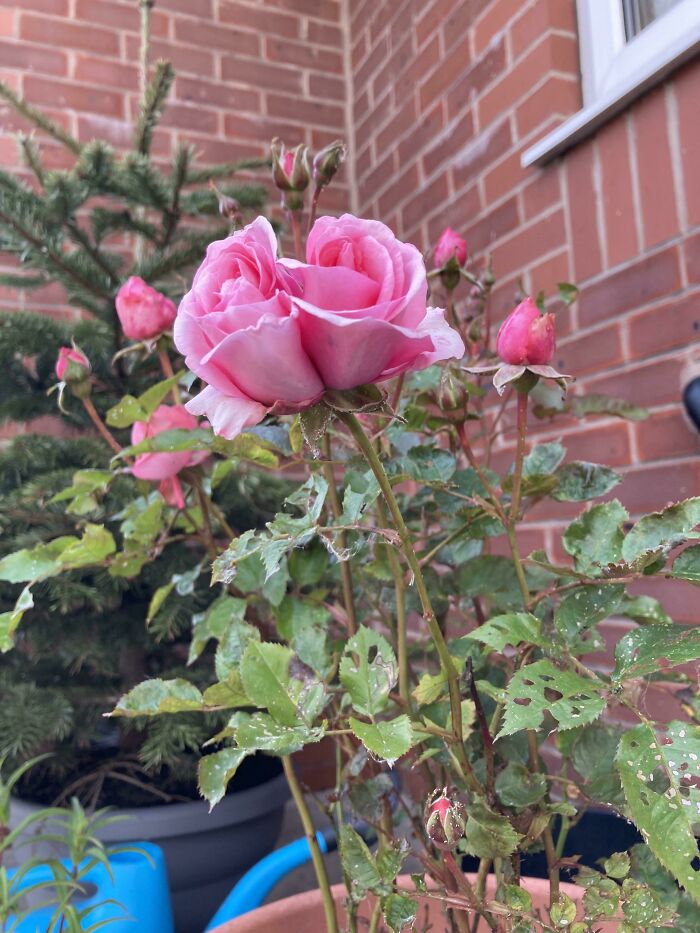 This Twin Rose I Found While Gardening