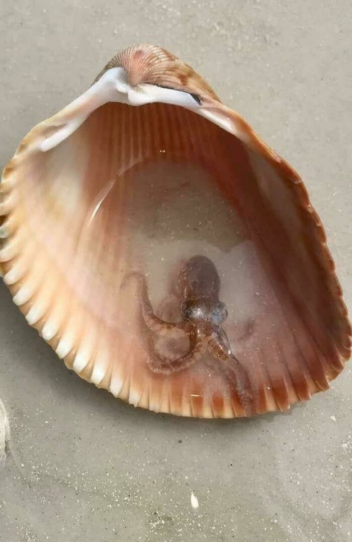 You Never Know What You Will Find When You Pick Up A Shell At Honeymoon Beach, Florida. Little Dude Was Put Safely Back In The Water