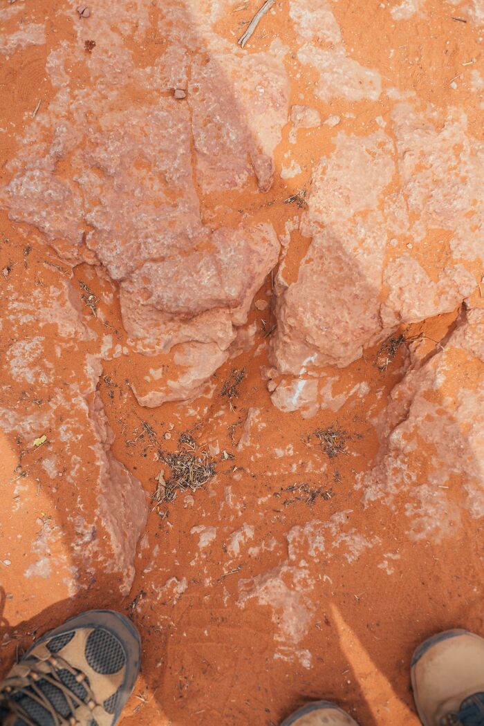 Found A Dinosaur Footprint On Our Hike In Utah