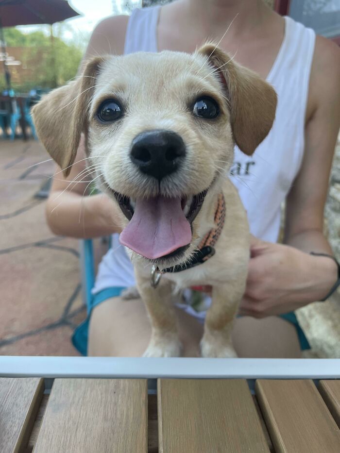 I’ve Always Been Called A Cat-Person With Three In The Family Right Now, But I Recently Decided To Adopt A Puppy And I Think He’s Pretty Happy About It. Everyone Meet Disco!