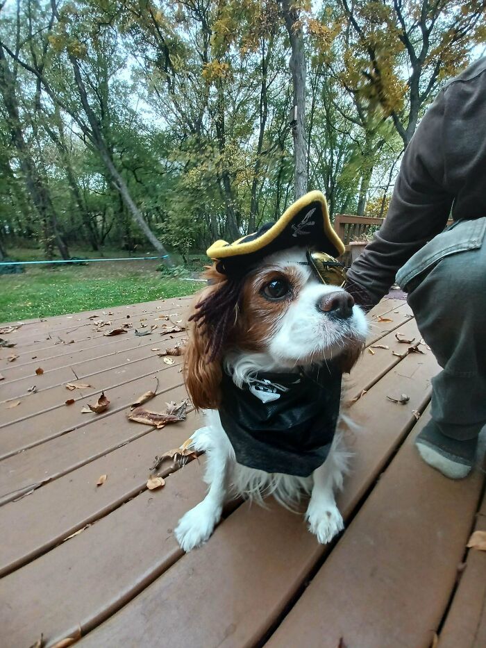 Adopté un perro tuerto y todos dijeron que debía ser un pirata para Halloween