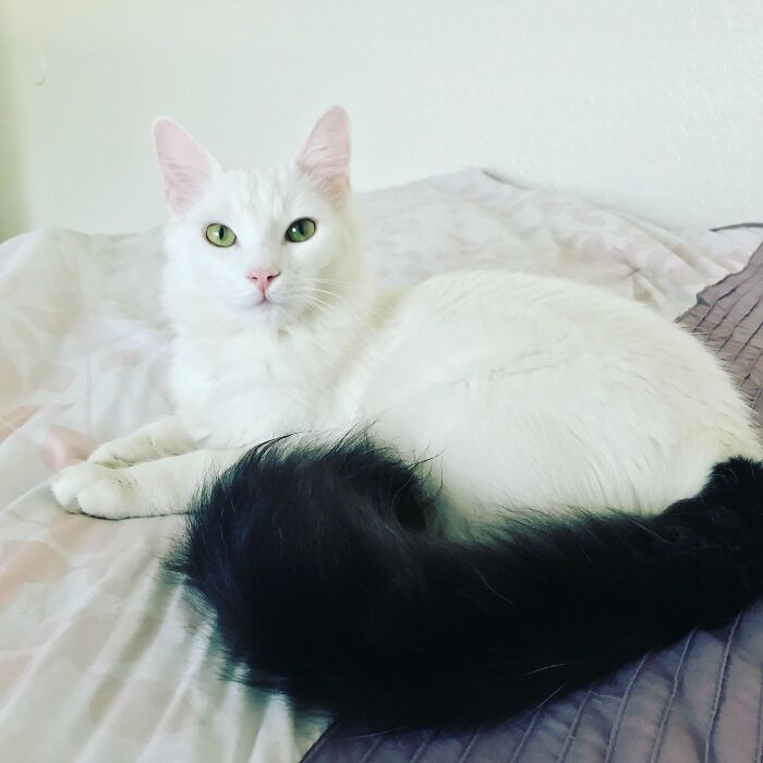 Meet Kiba, A Feral Kitten I Adopted