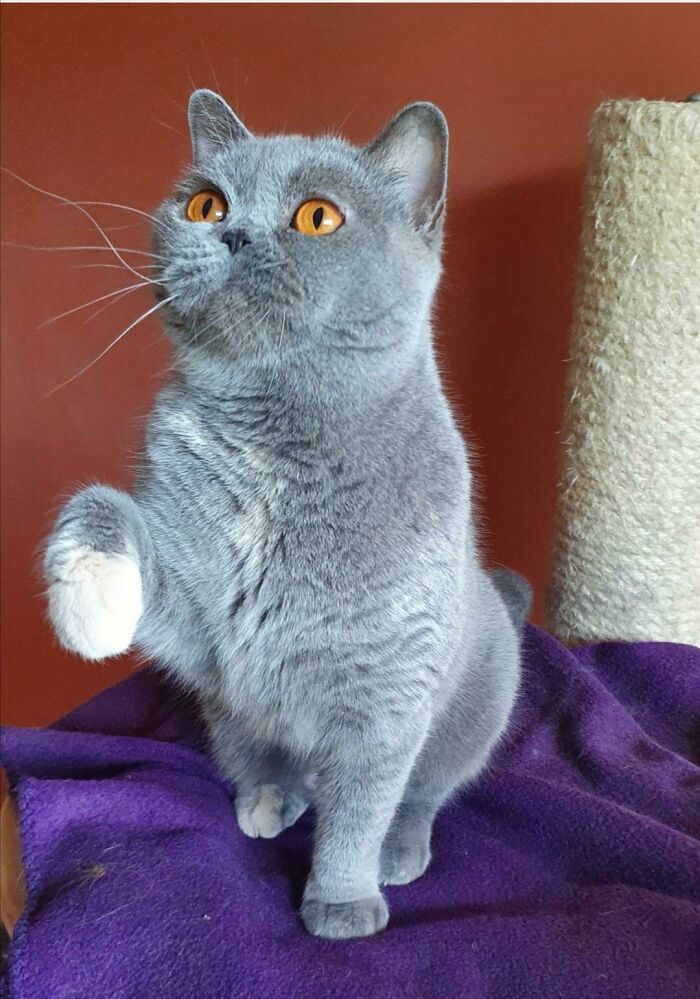 I'm Adopting This Lovely British Shorthair Lady - What Name Would Suit Her Best?
