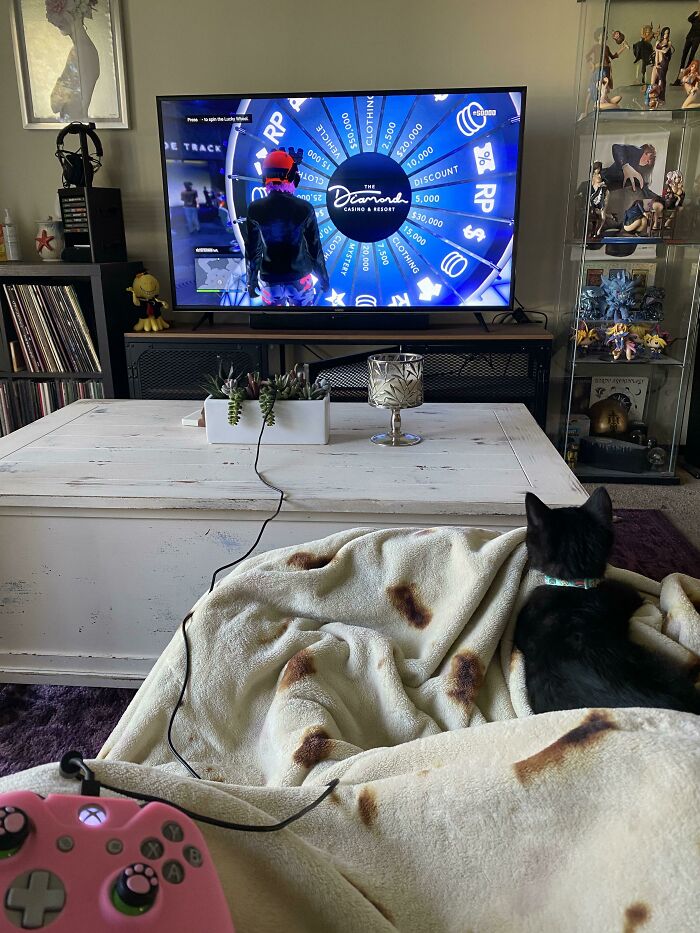 Just Adopted A Kitty Yesterday And I Think He’s Enjoying Watching Me Play 