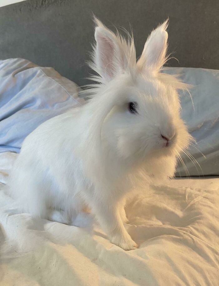 My Rescue Bunny I Adopted This Friday. She’s A Sweetheart