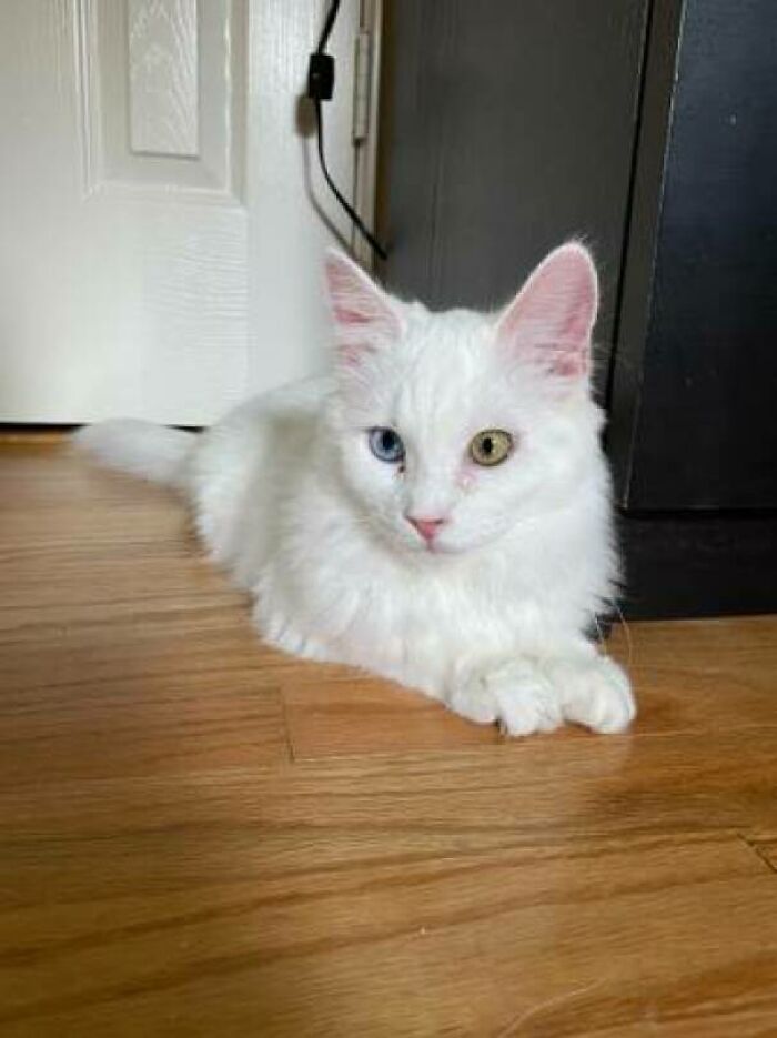 Hola a todos, voy a adoptar esta dulce gatita sorda mañana. Nunca he tenido un gato sordo, ¿algún consejo?