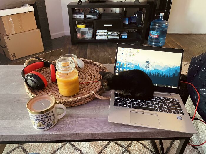 Adopted My First Kitten/Cat. She Seems To Like Laptops And Coffee. I Now Must Keep Coffee Covered By A Candle Lid. No Solution Yet For Laptop