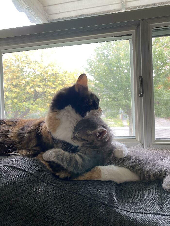 My Cat Is Absolutely Obsessed With Our New Kitten