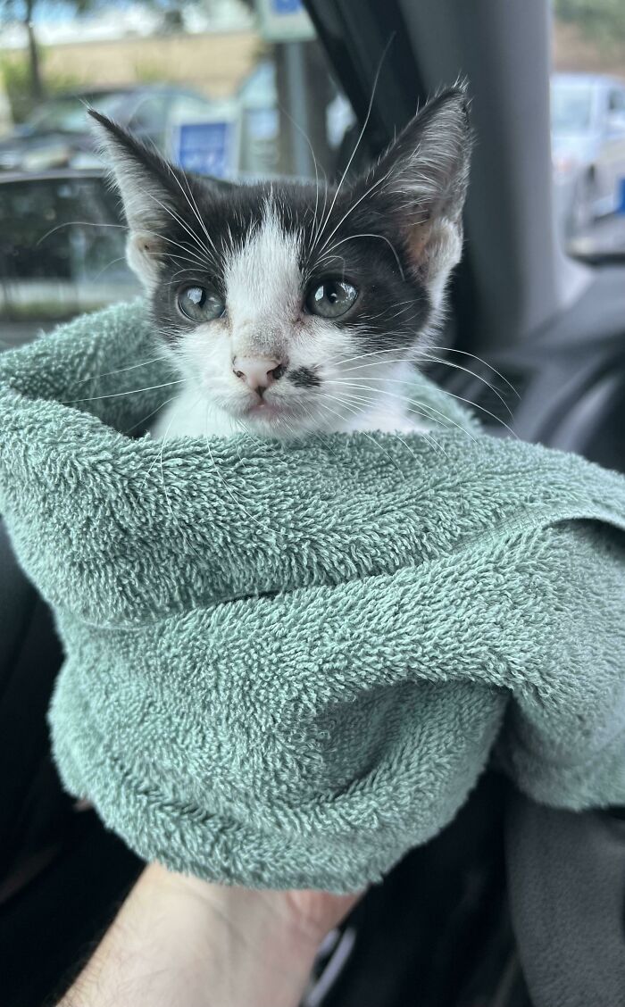 I Found This Cat In A Car Engine All By Herself. Any Name Ideas?