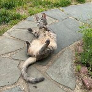 satomihofmann avatar