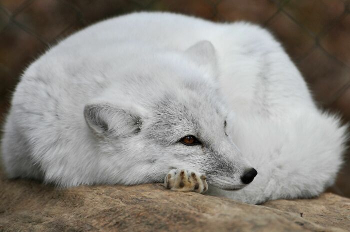 The Arctic Fox Is The Only Land Mammal Native To Iceland