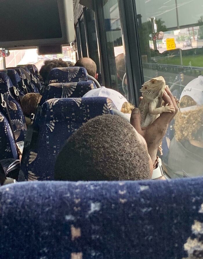 Dude’s Showing His Lizard Bro A Whole New World On An 8-Hour Bus Trip