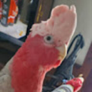 charliethecockatoo avatar