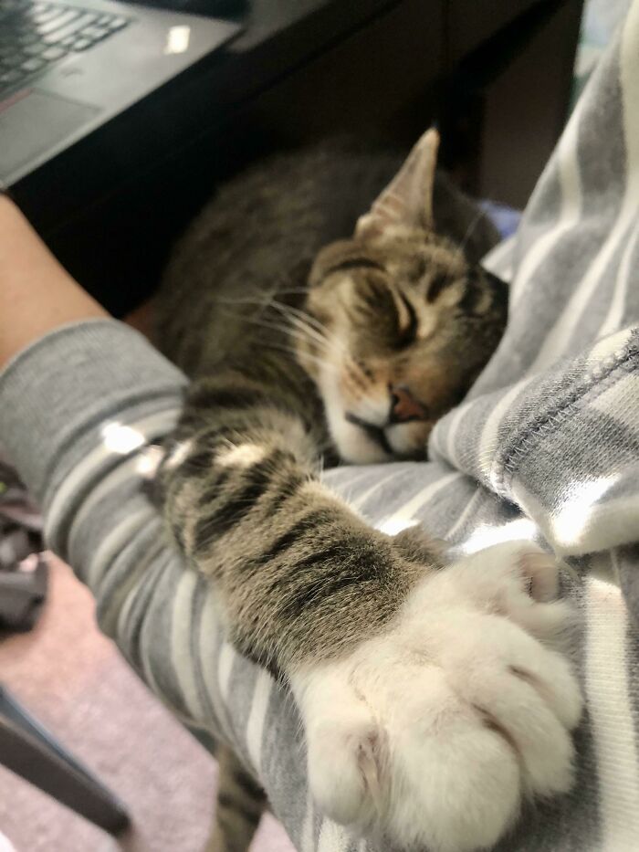 My New Coworker Has The Cutest Murder Mitten And Loves To Snuggle