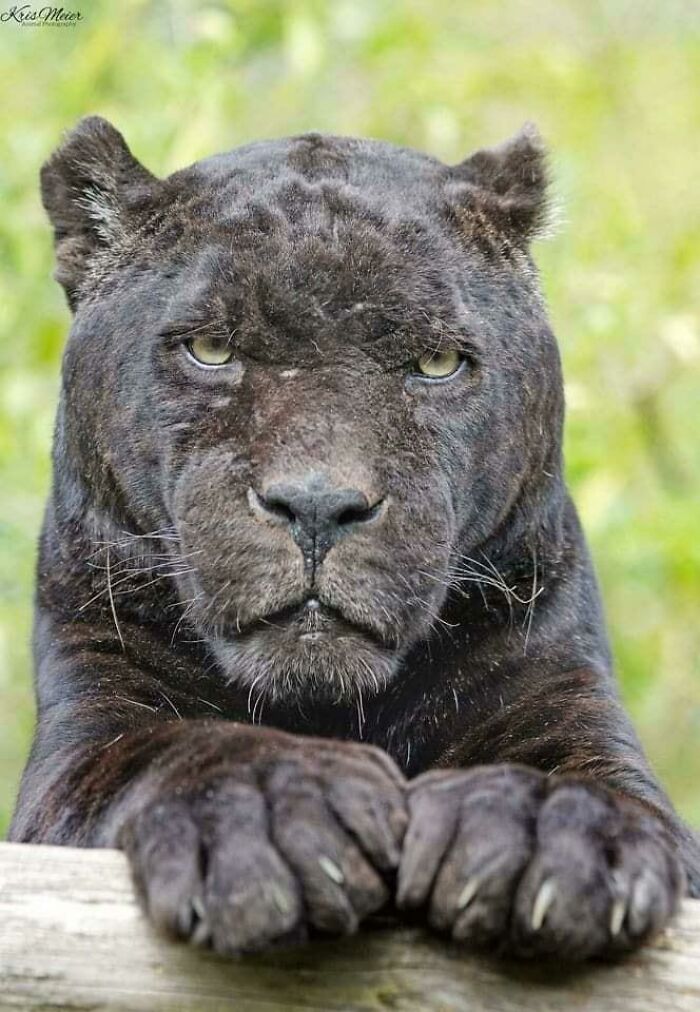 These Black Panther Murder Mittens