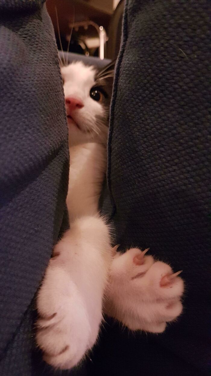 This Weirdo Likes To Hide In The Sofa Cushions And Pounce
