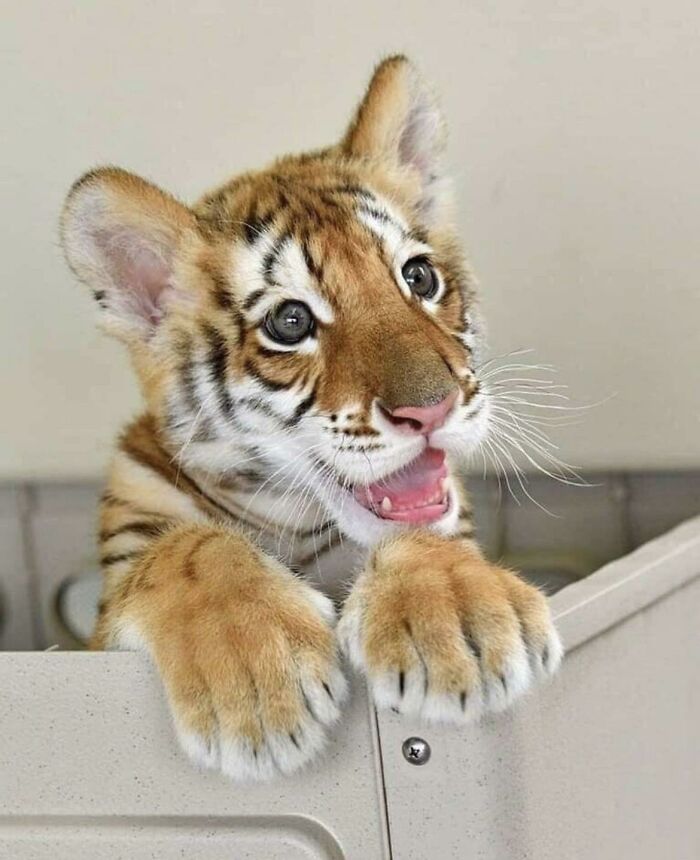 Baby Tiger Cub With Some Big Weapons