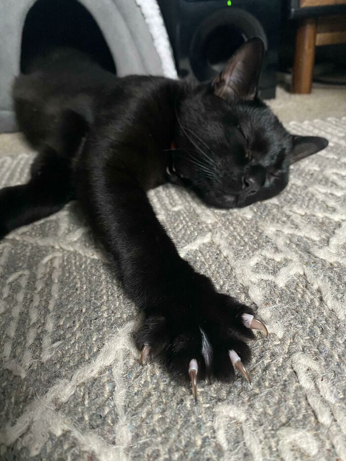 The Snooziest Murder Mittens