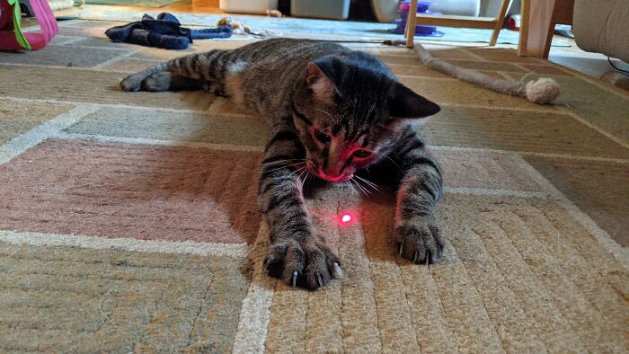 Will Murder For Laser