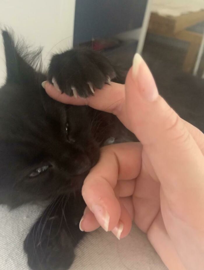 A Savage Attempt To Murder My Hand