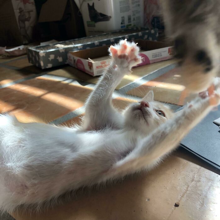One Of The Orphaned Rescue Kittens Flexing Those Tiny Murder Mittens