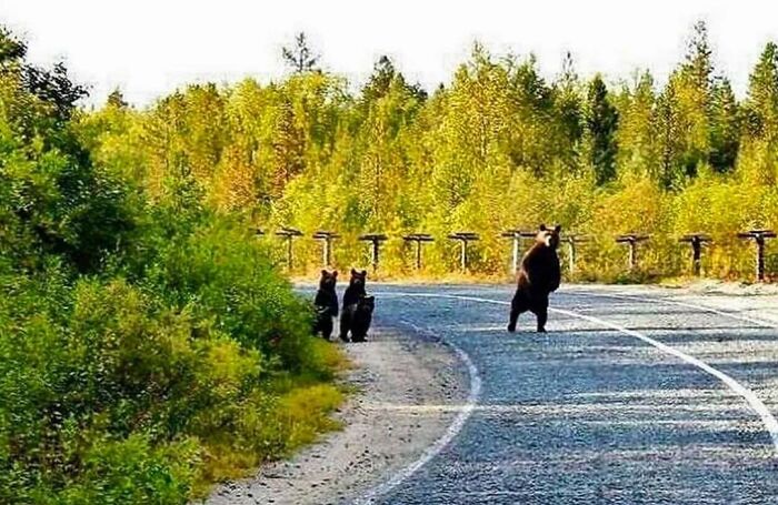 Momma Bear Checking For The Traffic Before Letting Her Cubs Cross The Road
