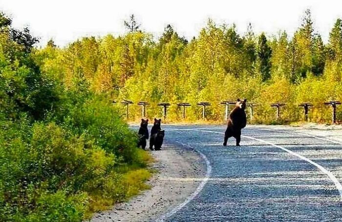 Mamá osa comprobando el tráfico antes de dejar que sus cachorros crucen la carretera