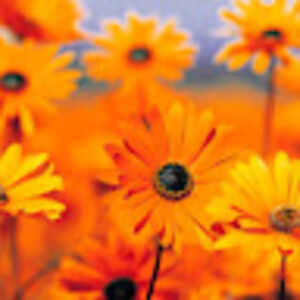 jilianmeidinger avatar