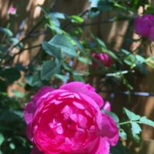 theforestgirl avatar