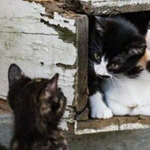 katzinjammerz avatar