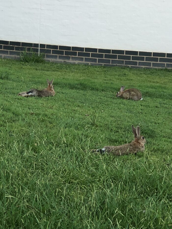 The Rabbits At My University Campus Are So Well Loved And Protected That They Flop In Plain Sight
