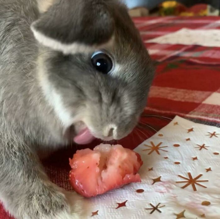Cricket Goes Crazy For Strawberries