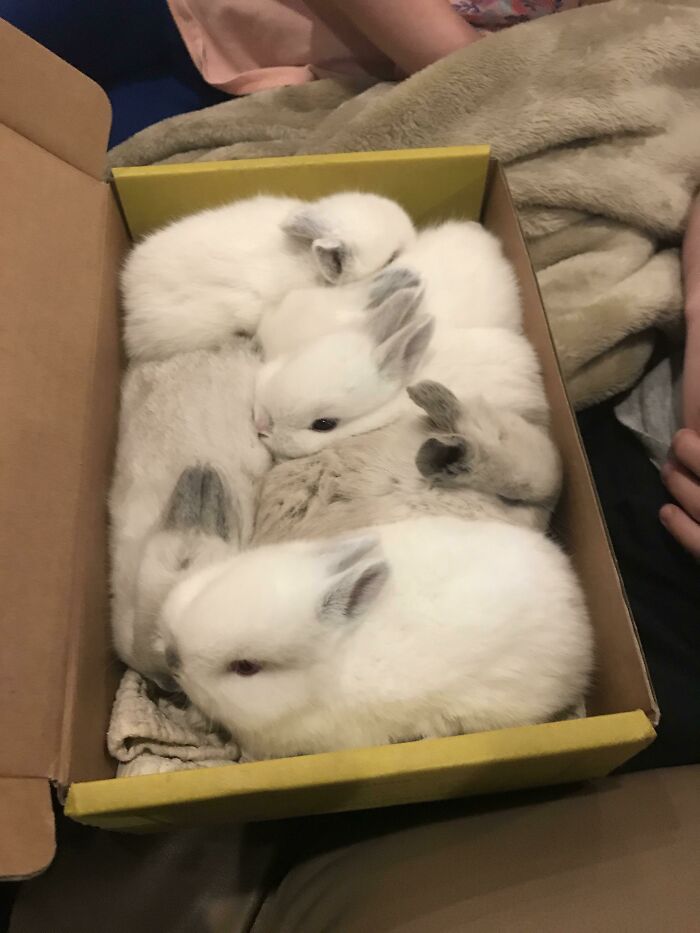 A Box Full Of Bunnies. These Guys Used To Fit In This Box. It’s Becoming A Little More Snug Everyday. They Are Now 3 Weeks Old