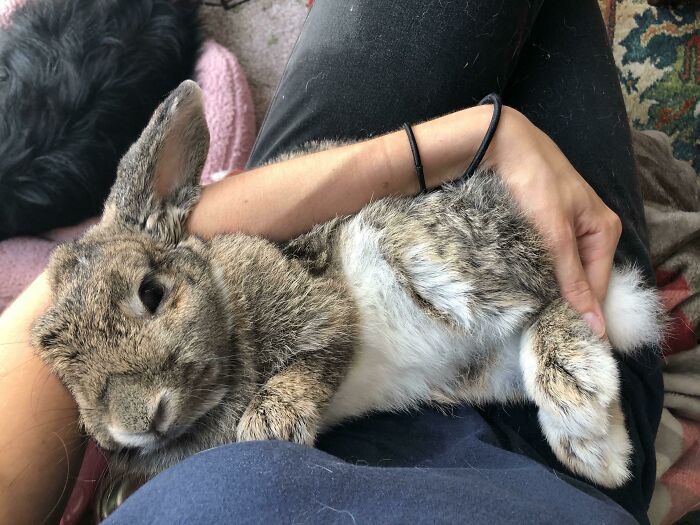 After 6 Years She Flopped Over In My Lap. I Mean She’s Always Loved Snuggles But Didn’t Even Know Rabbits Did This?