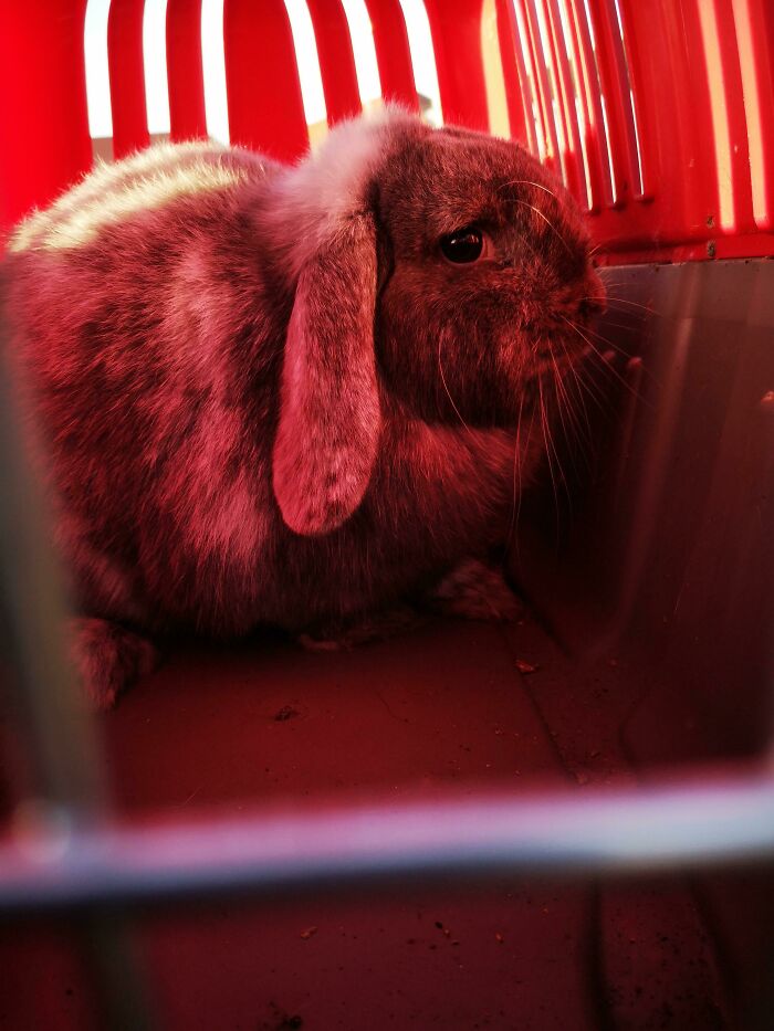 Just Picked Up This Scared Little Lady Nobody Wanted. Your Cold And Lonely Days Are Over Now Hunnybun
