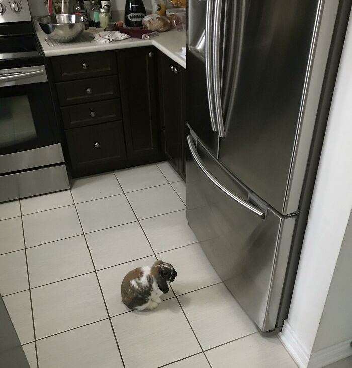 Strudel Has This Idea That If He Just Sits Patiently In Front Of The Fridge, It’ll Open