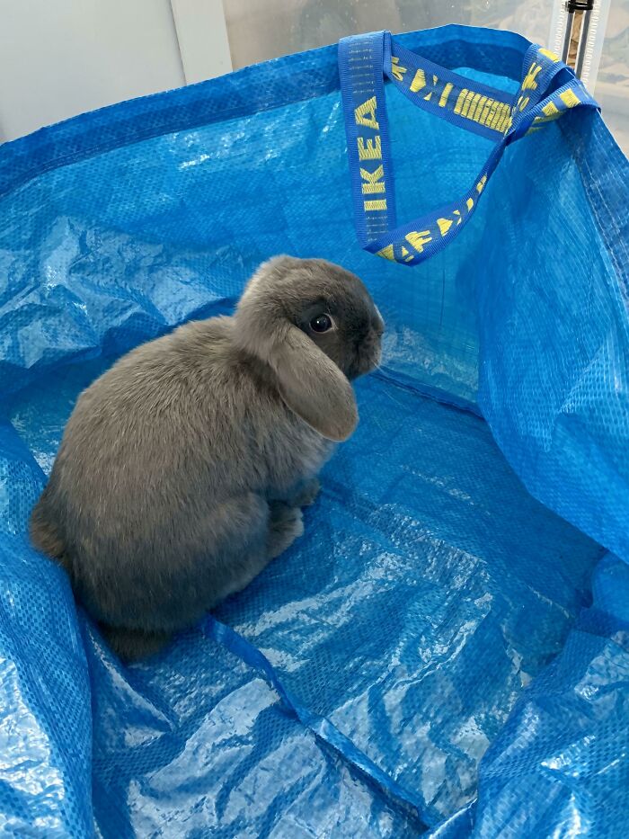 Introducing IKEA’s Newest Product, The Räbbit