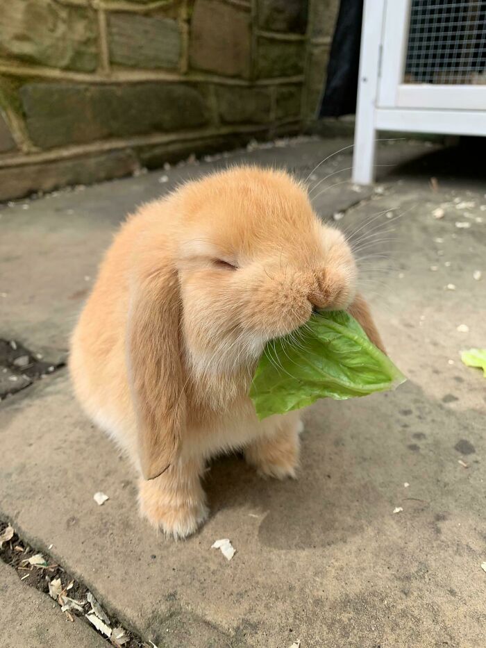 When The Lettuce Is Just Right