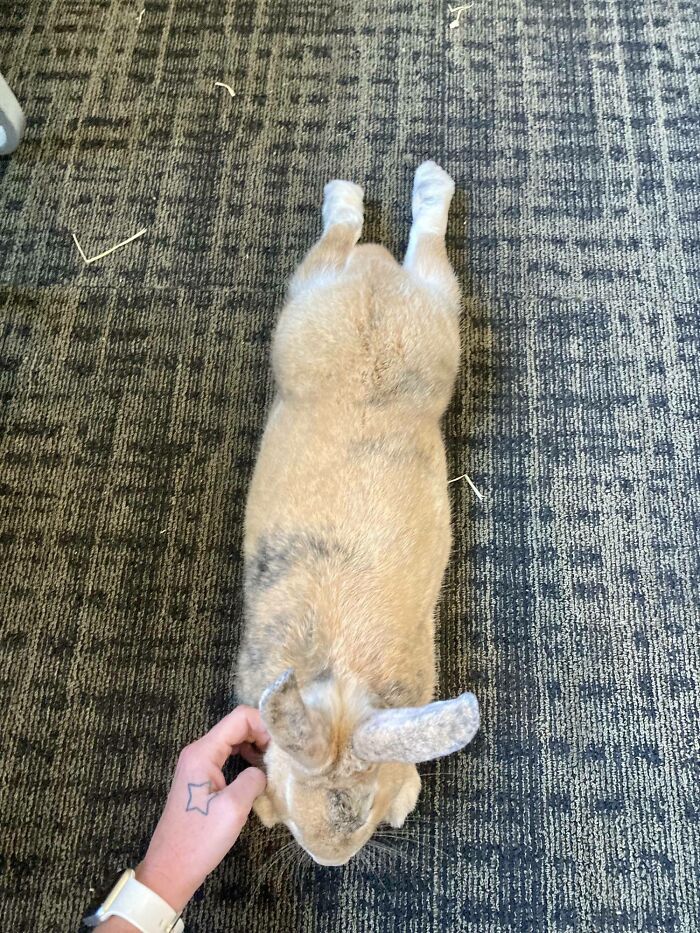 Just Moved Into Sober Living And We Have A House Rabbit. I Think He Likes Me