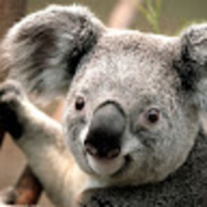 binkhoi1312001 avatar