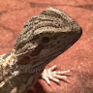 carrigankerous avatar