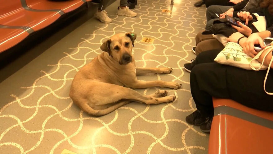 People Saw This Dog Using Public Transport In Istanbul, So Authorities Put A Tracker On Him - Turns Out He Travels Over 30 Kilometers A Day People Saw This Dog Using Public Transport In Istanbul, So Authorities Put A Tracker On Him - Turns Out He Travels Over 30 Kilometers A Day